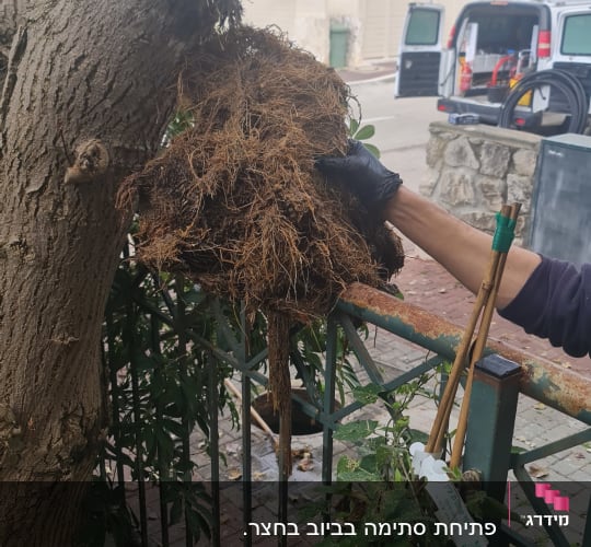 שורשים סבוכים ביד כפפה ליד עץ וגדר